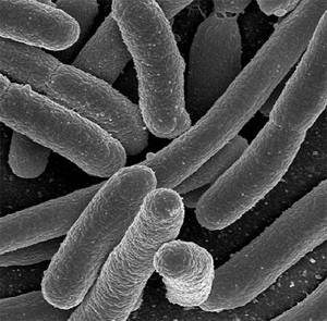 Illustration for article titled Bugs from your colon could produce the world's next great energy source